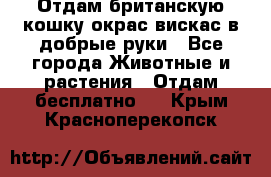 Отдам британскую кошку окрас вискас в добрые руки - Все города Животные и растения » Отдам бесплатно   . Крым,Красноперекопск